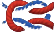 YKnot